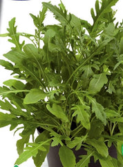 rocket sauvage herb seeds (tobia's, usa)