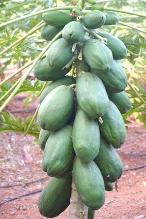 A Grade F1 HYBRID PAPAYA RC-217, Packaging Size: 10 Gm