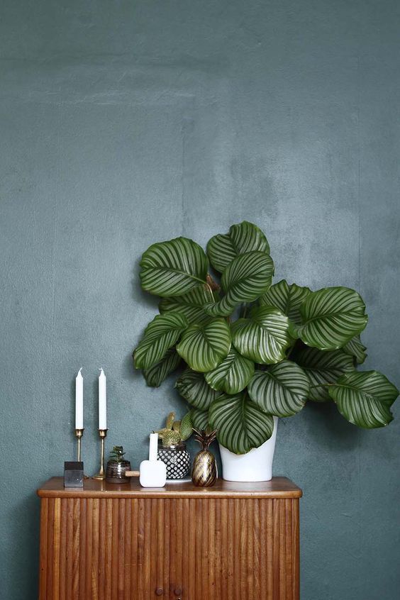 patterned plant trend 2018