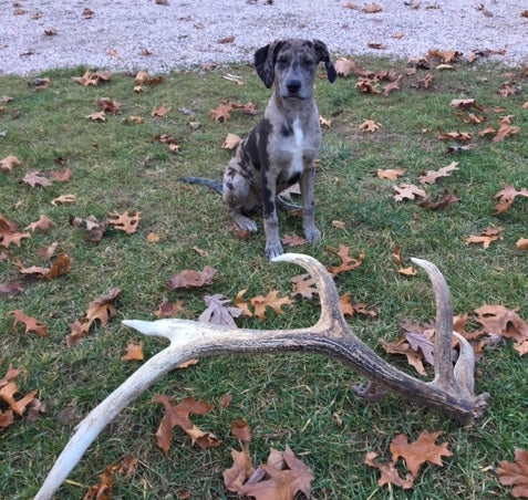 are antlers safe for dogs to chew