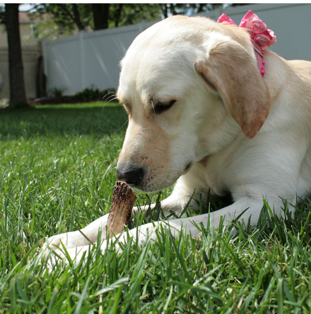 can dogs digest deer antlers