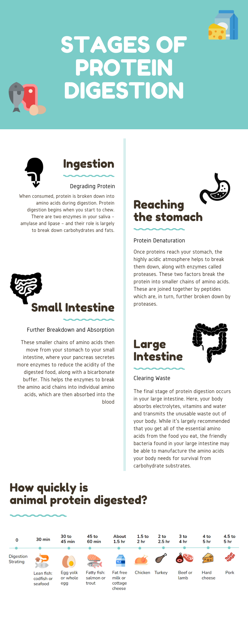 how long does it take to digest protein full infographic