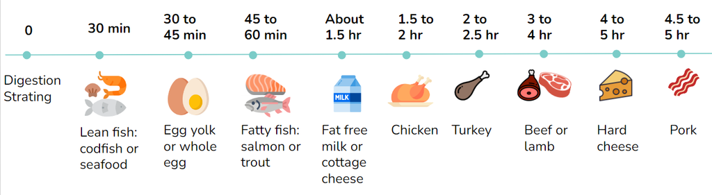 how long does it take to digest protein infographic