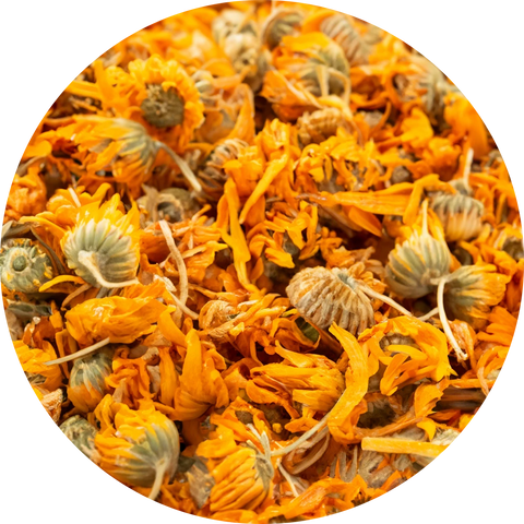 Calendula