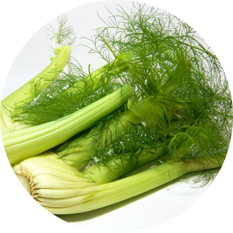 Fennel