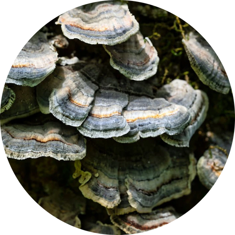 Turkey Tail Mushroom