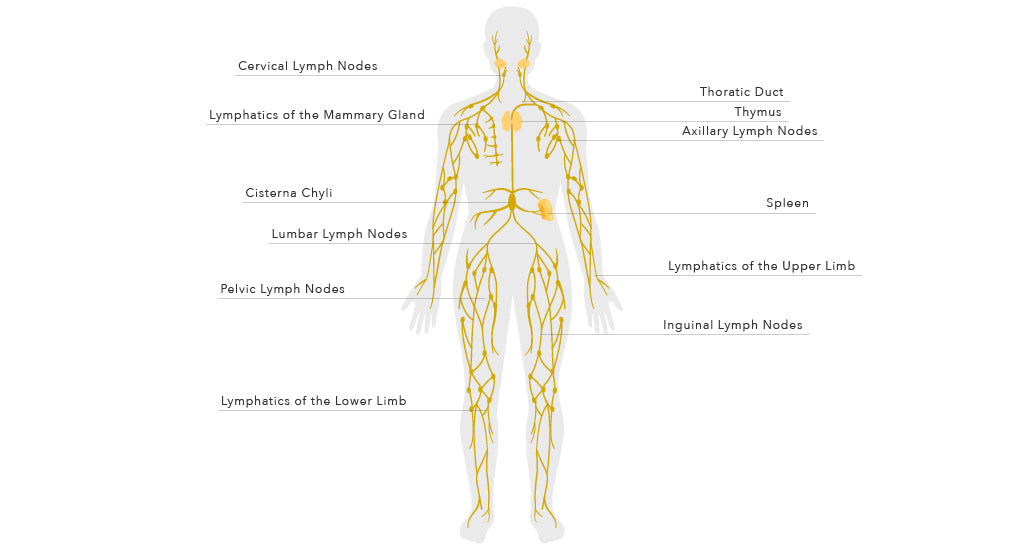 Lymphatic System