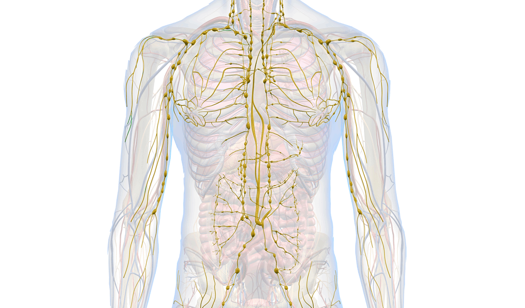 Lymphatic System