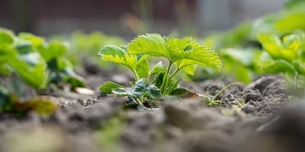 Healthy Soil and Your Gut: Regenerative Farming Effects Gut Flora