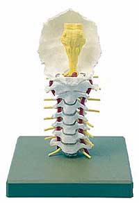 Cervical Spinal Column