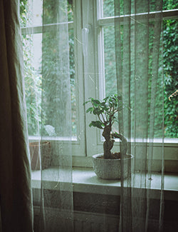 A photograph of a small plant in a window sill inside a house 