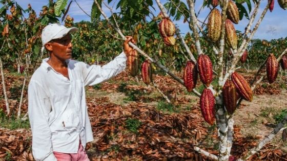 Cocoa Farming in Peru - Chocolate & More Delights