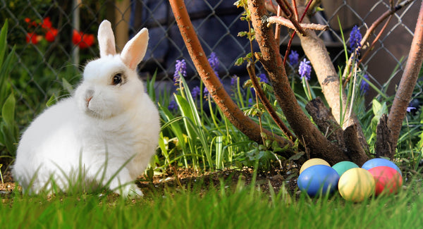 Easter Bunny with Easter Eggs - Chocolate & More Delights