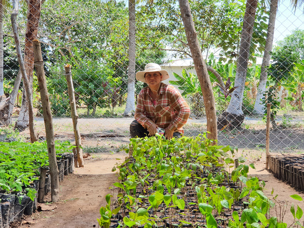 Reforestation in Guatemala - One Tree Planted