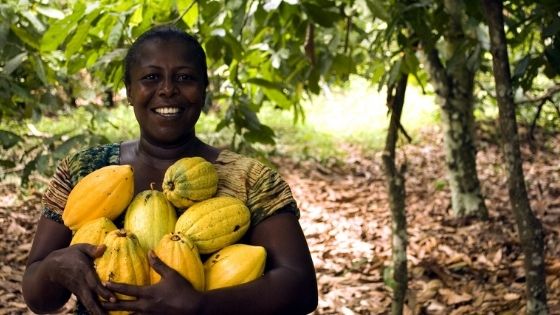 Sustainable Cocoa Farming In West Africa - Chocolate & More Delights
