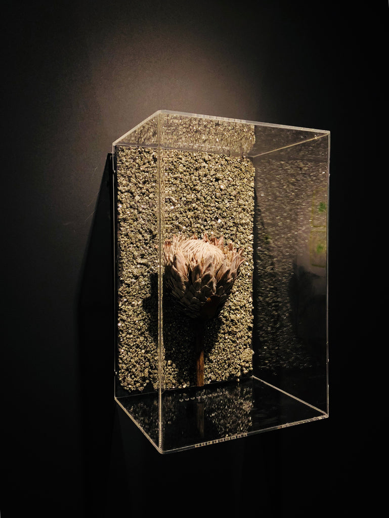 flo exposicao de arte na galeria bg27 spectrum proteas