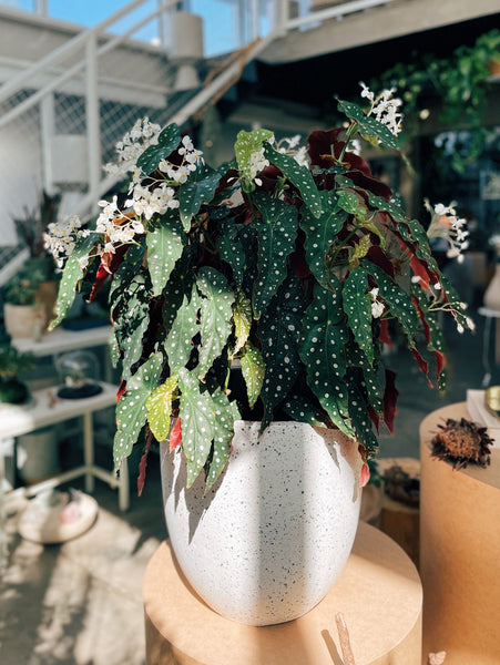 Begonia maculata GIGA – FLO atelier botânico