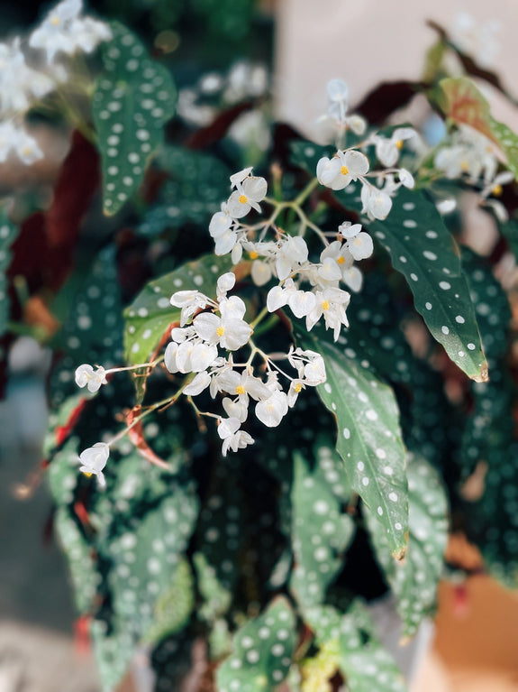 Begonia maculata GIGA – FLO atelier botânico