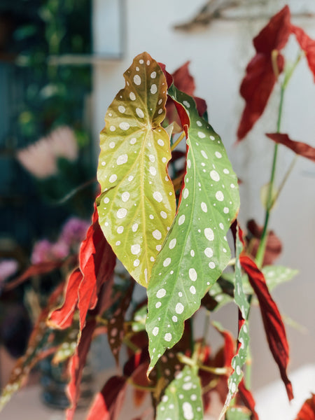 Begonia maculata G – FLO atelier botânico