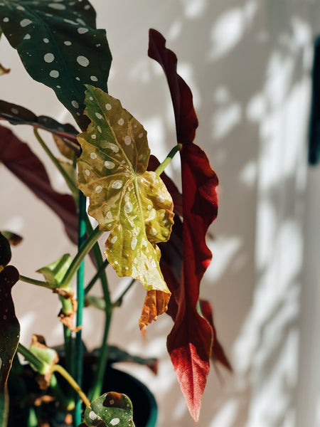 Begonia maculata GIGA – FLO atelier botânico