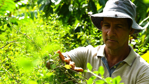 Costa Rican superplants make Thrive regenerative skincare products