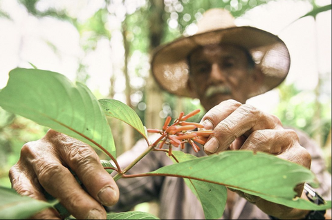 Regenerative farming makes better skincare products