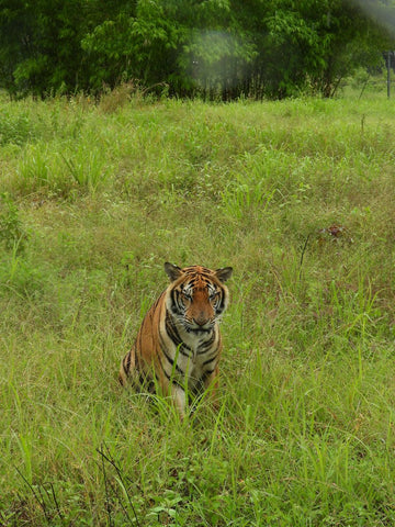 Tiger Facts  David Shepherd Wildlife Foundation