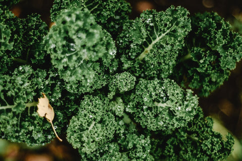 Eyes on the Prize: Dietary Choices to Support Your Vision - curly kale