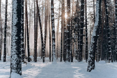 The Science of Winter Blues: Beating Seasonal Affective Disorder (SAD) - Snowy forest