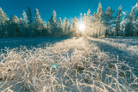 The Science of Winter Blues: Beating Seasonal Affective Disorder (SAD) - Light peaking through treeline behind a field