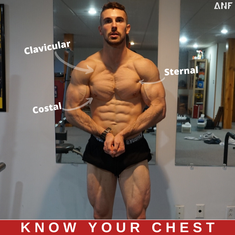 How to Get Bigger Pecs: Targeting the Three Divisions of the Chest
