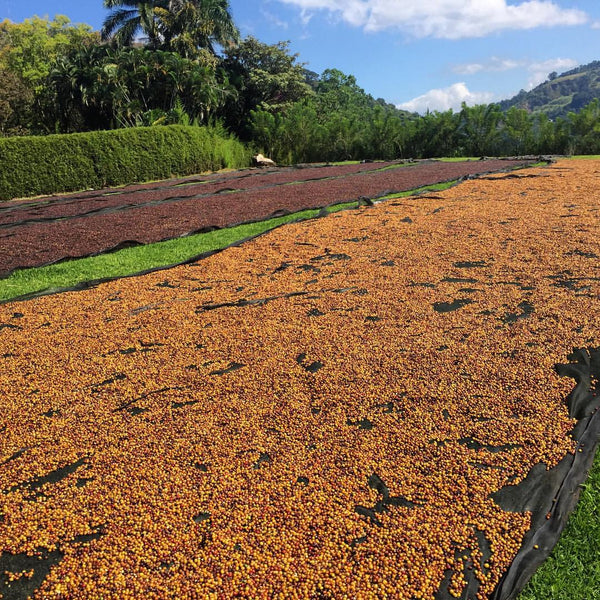 Natural process coffee drying