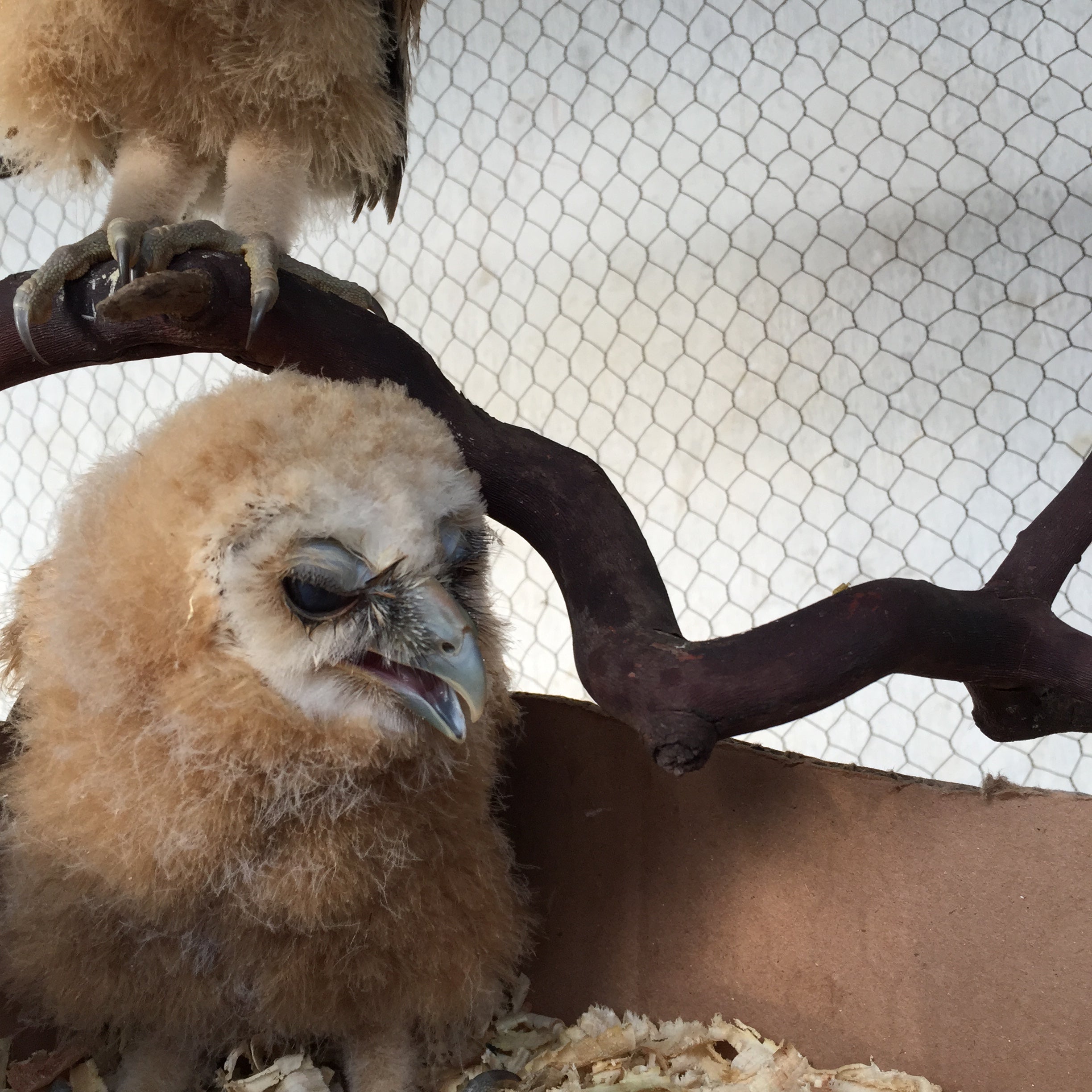 chicken eaters with eyelids