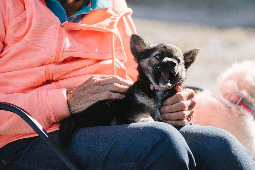 A puppy is playful ringside at a horse show