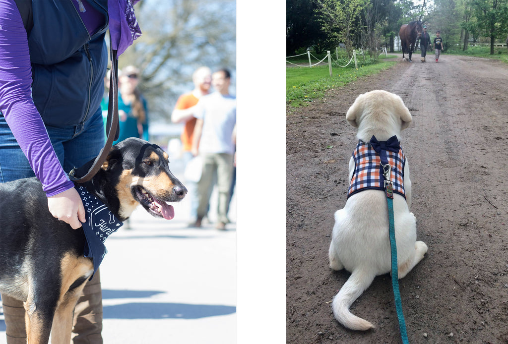 Two dogs visit a horse show