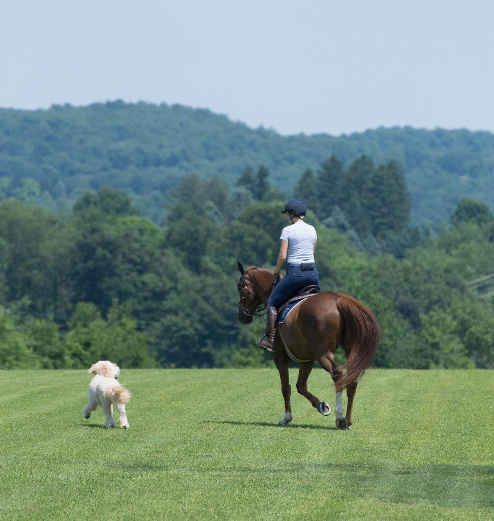 A happy dog runs next to a horse and rider in an open field
