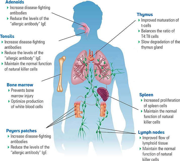 The Body's Immune System