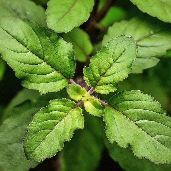 Closer look to Tulsi leaves