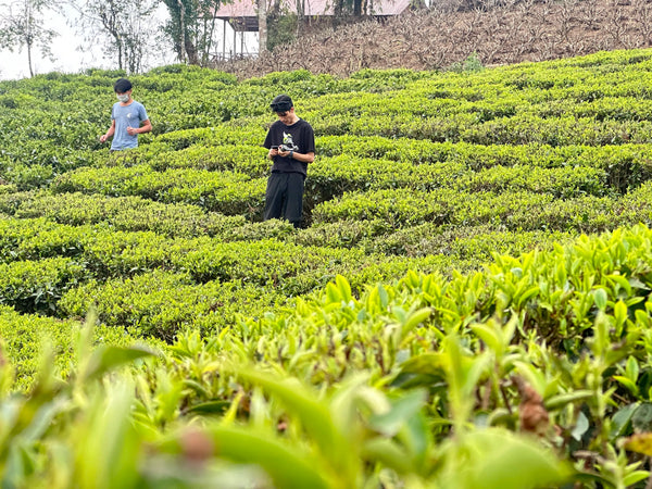A man standing in the middle of Jasbire Tea Garden in Ilam, Nepal