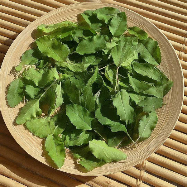 Tulsi leaves drying in the sun