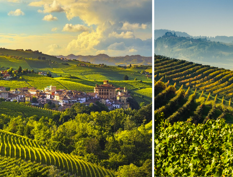 Piedmonte Vineyards