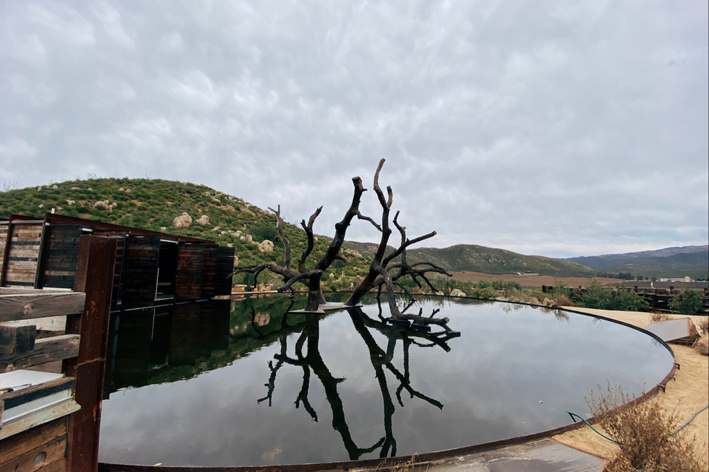 mexico-winery-tree