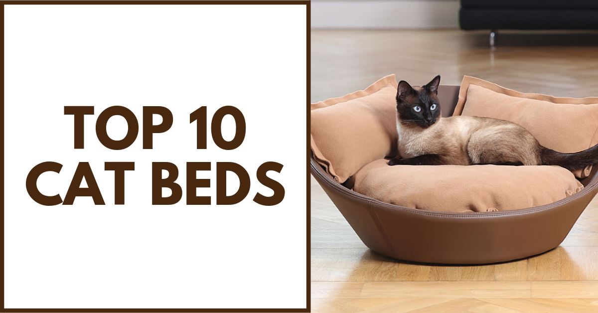 buy cat bed