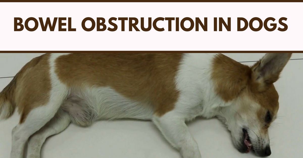 what can i do if my dog has a blockage