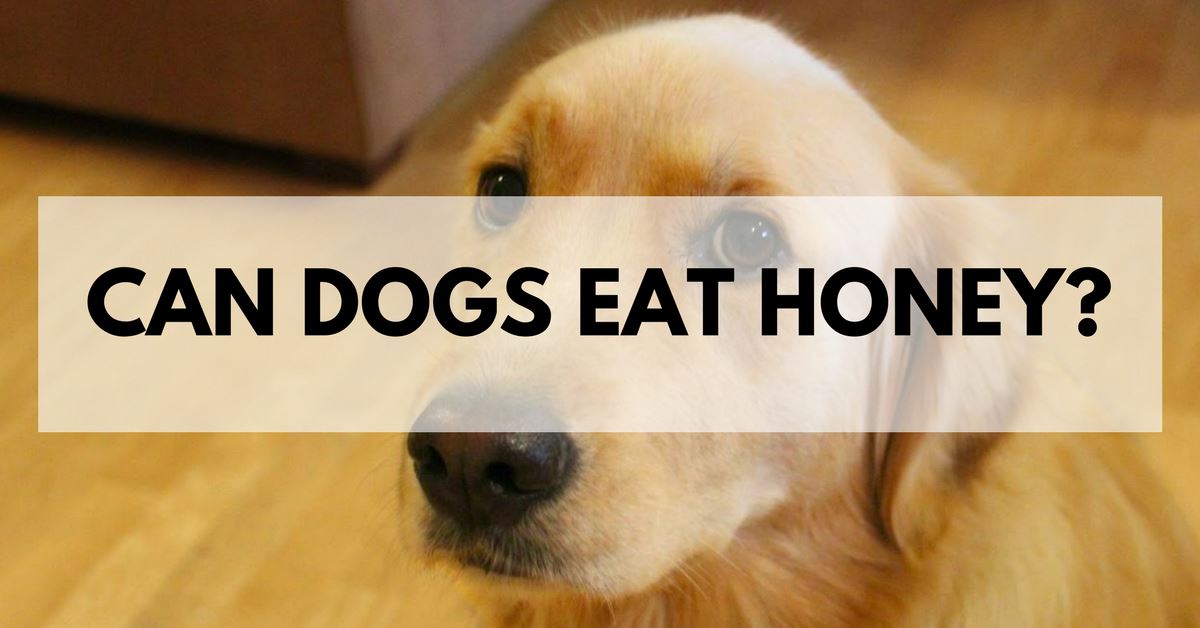 can dogs eat honey