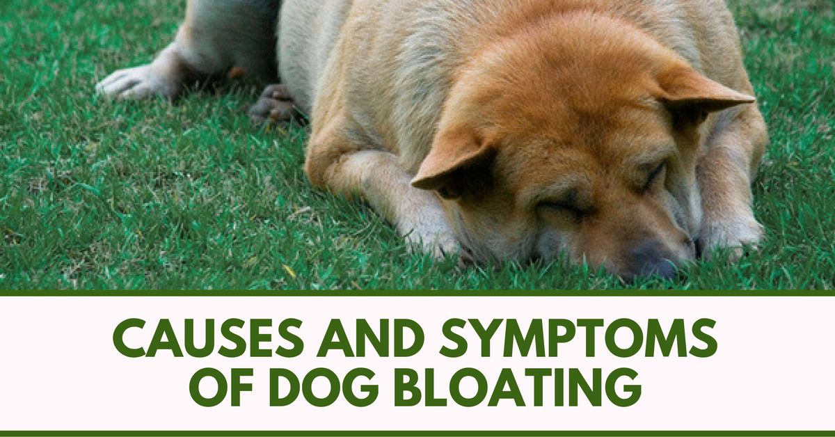 what are the symptoms of bloat in a dog
