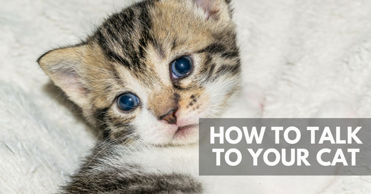 How To Talk To Your Cat Pet Clever