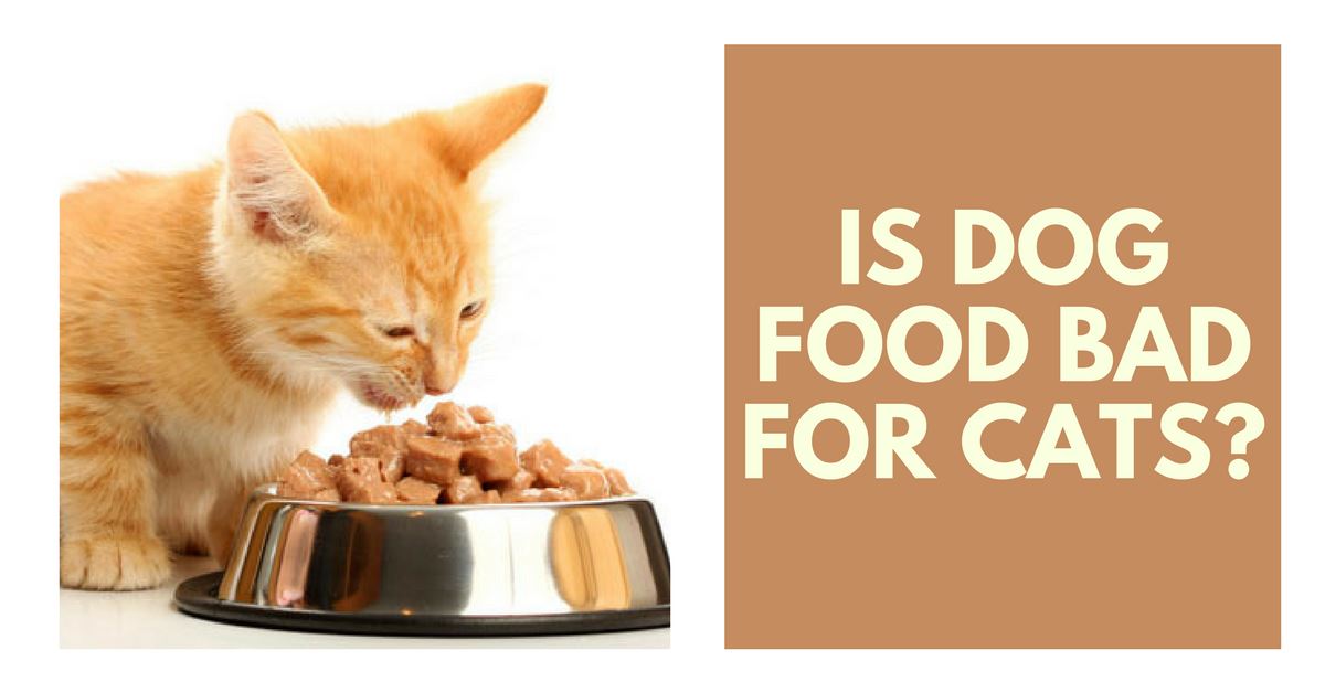 is it bad if cats eat dog food