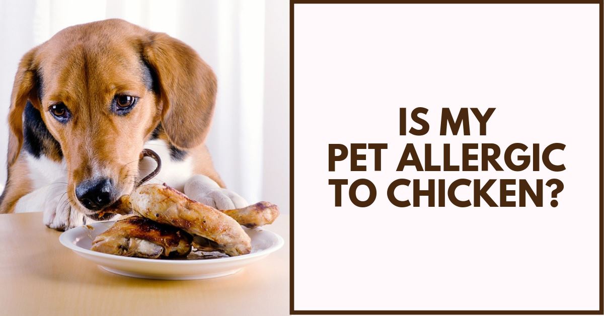 chicken allergy in dogs