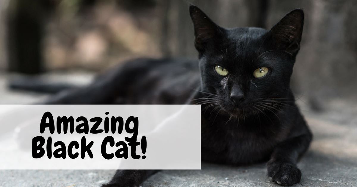 facts about black cats